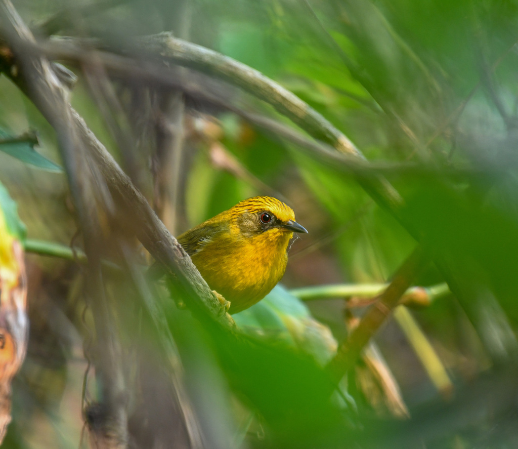 Golden Babbler