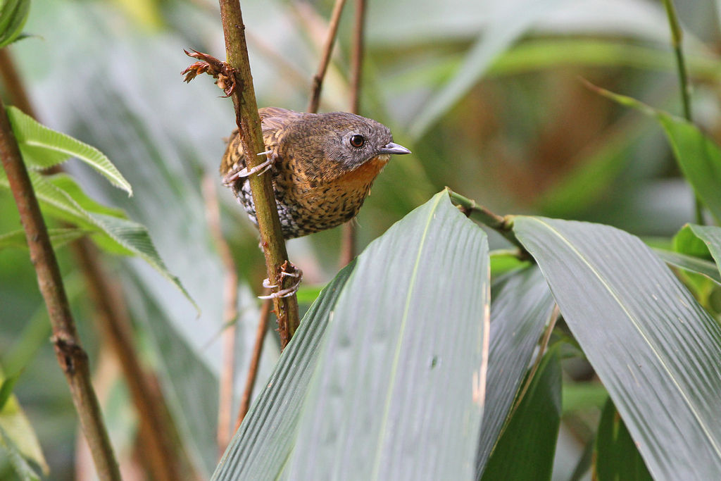 Rufous-throated Wren-Babbler