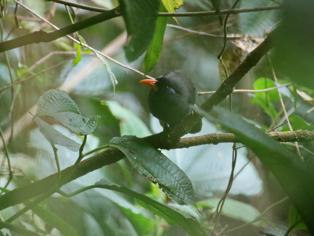 Black Laughingthrush