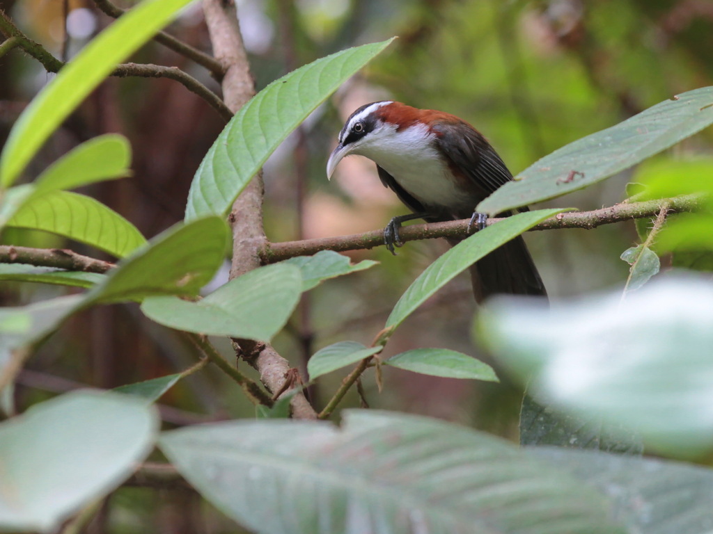 Sunda Scimitar Babbler