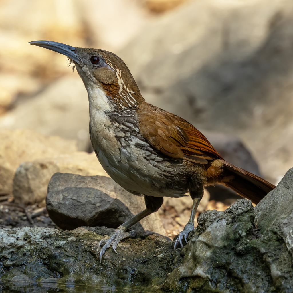 Large Scimitar Babbler