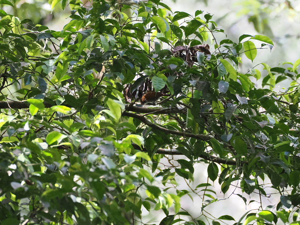 White-breasted Babbler