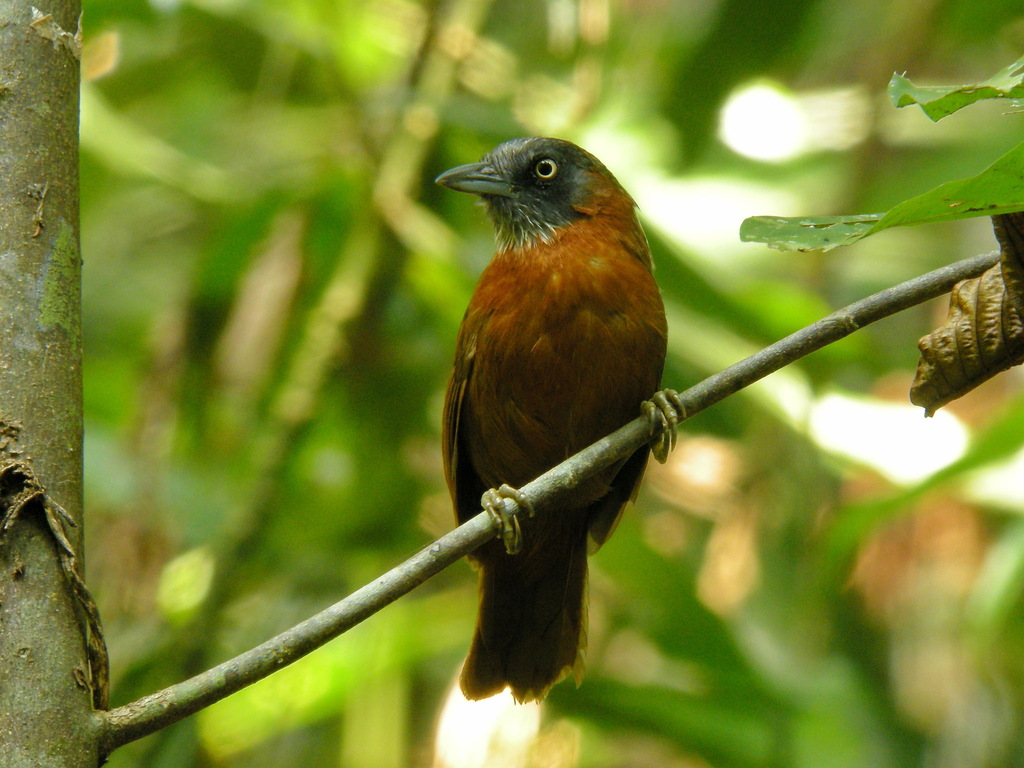 Grey-headed Babbler