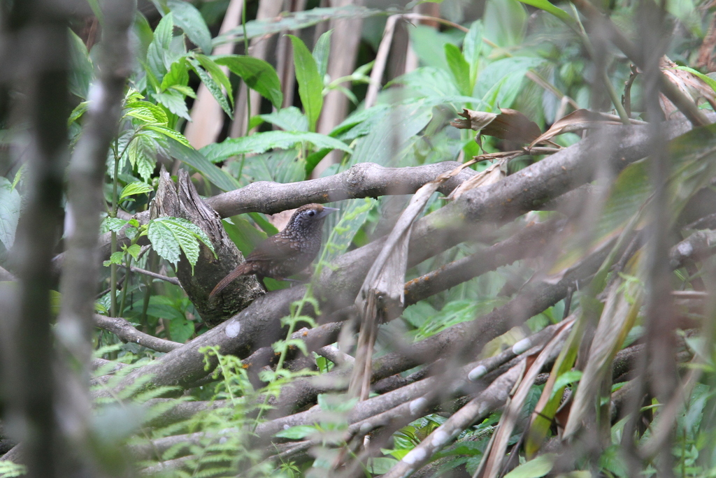 Cachar Wedge-billed Babbler