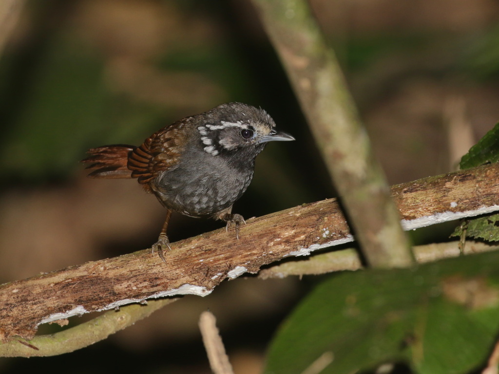White-necked Babbler