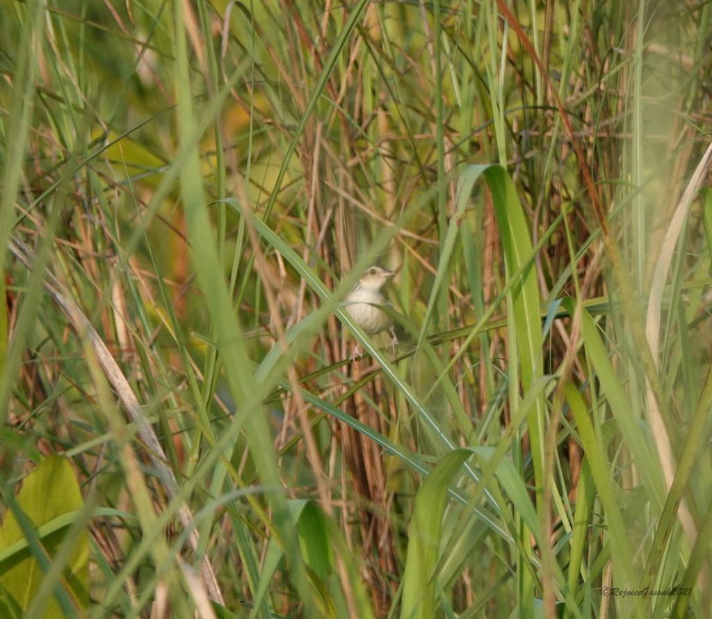 Indian Grassbird
