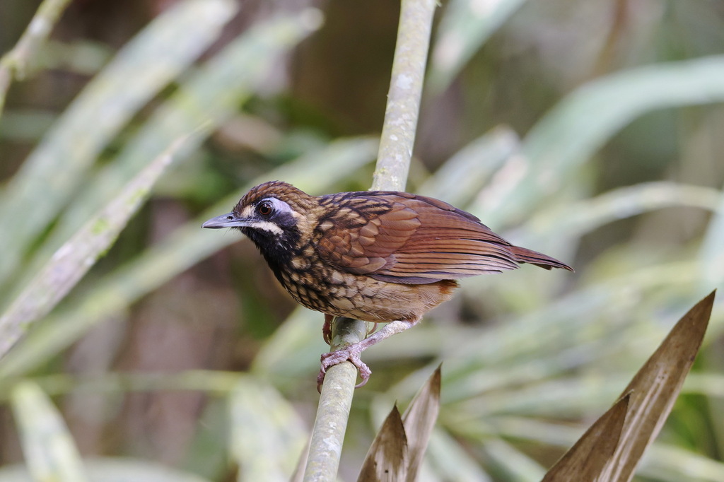 Black-throated Wren-Babbler