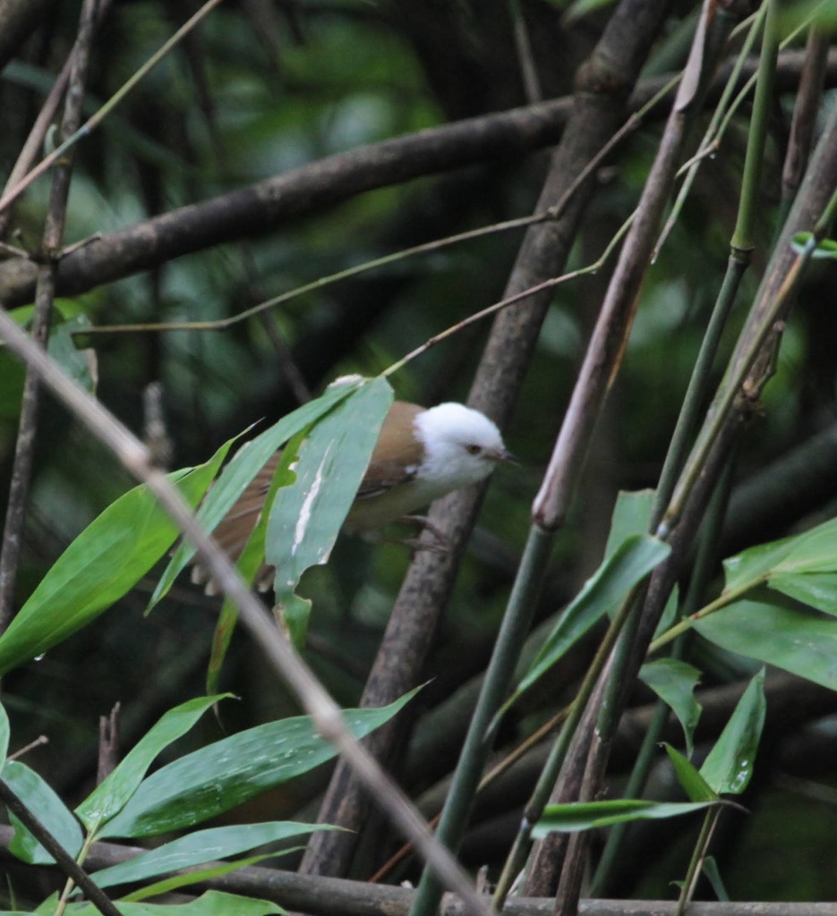 White-hooded Babbler