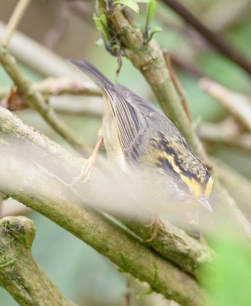 Yellow-throated Fulvetta