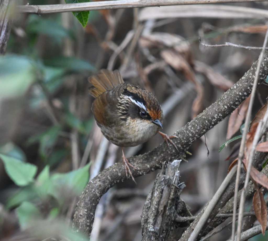 Rusty-capped Fulvetta