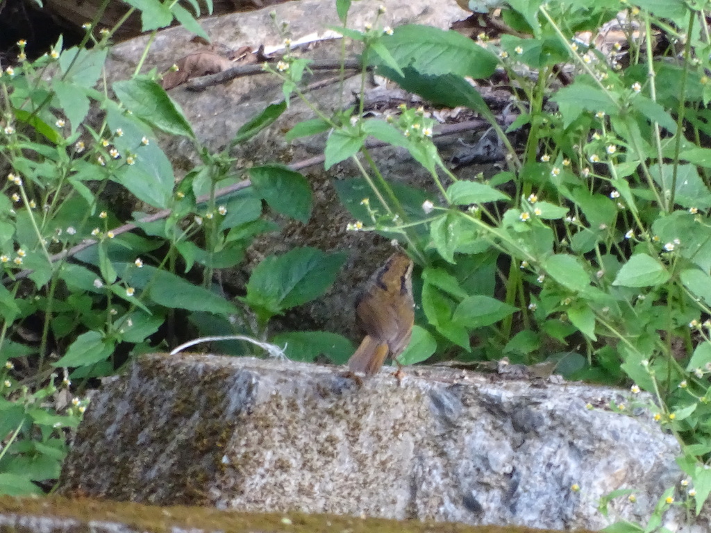 Dusky Fulvetta