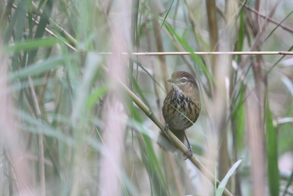 Marsh Babbler