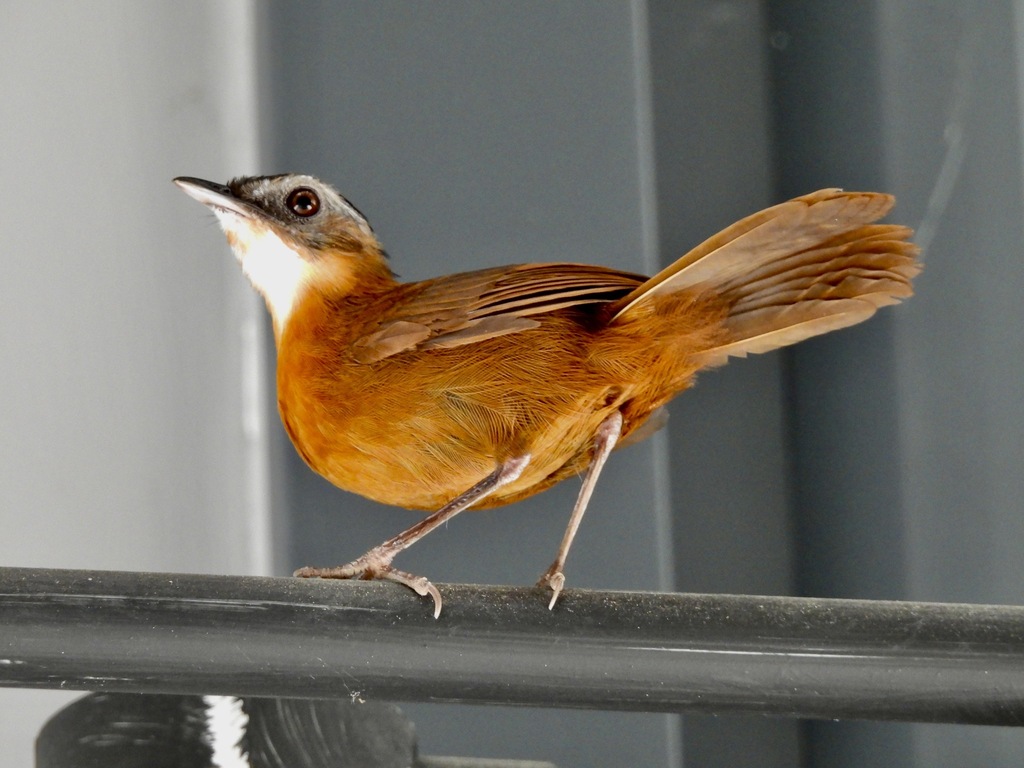 Malayan Black-capped Babbler