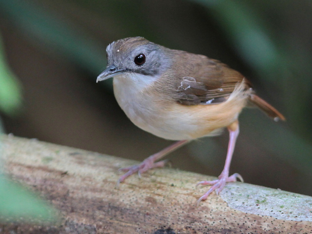 Mourning Babbler