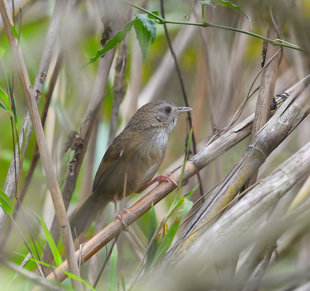 Spot-throated Babbler