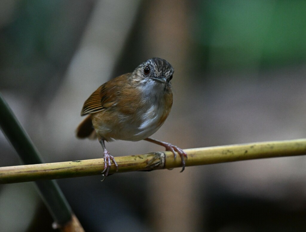 Temminck’s Babbler