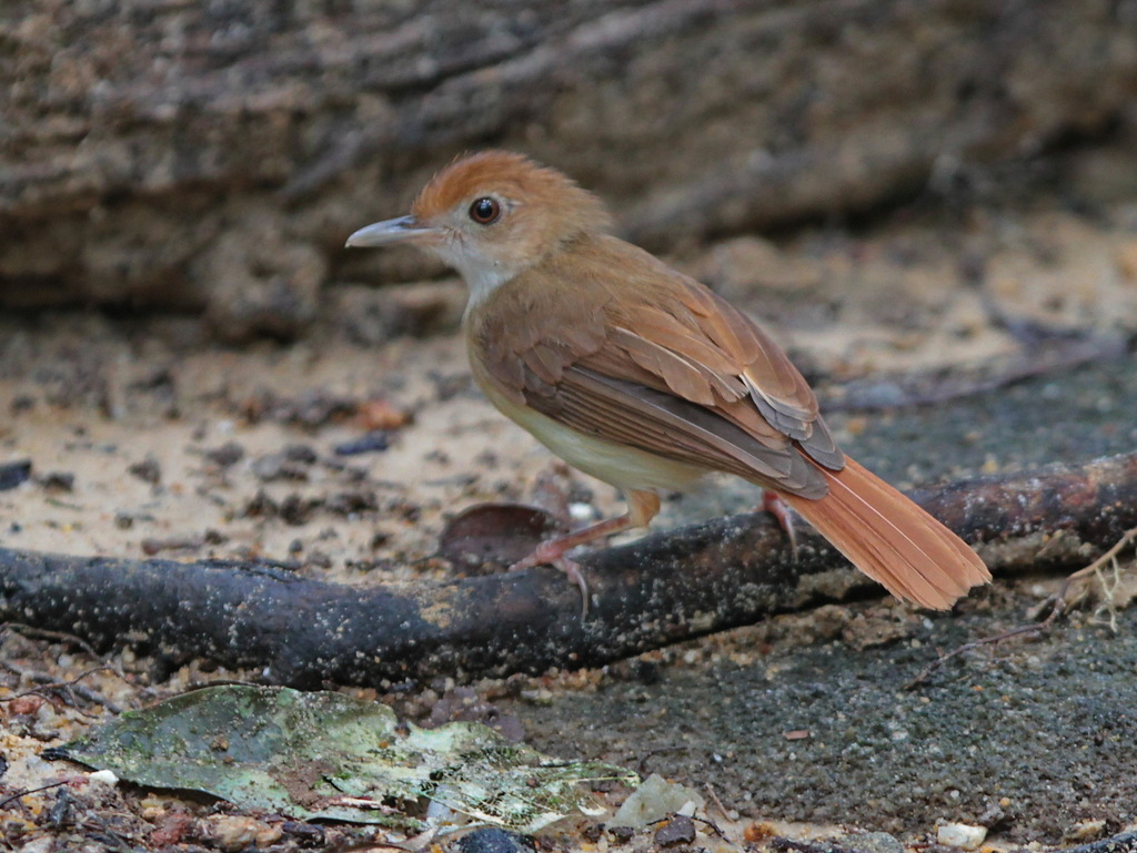 Ferruginous Babbler