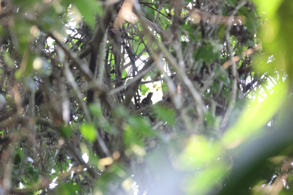 Brown Illadopsis