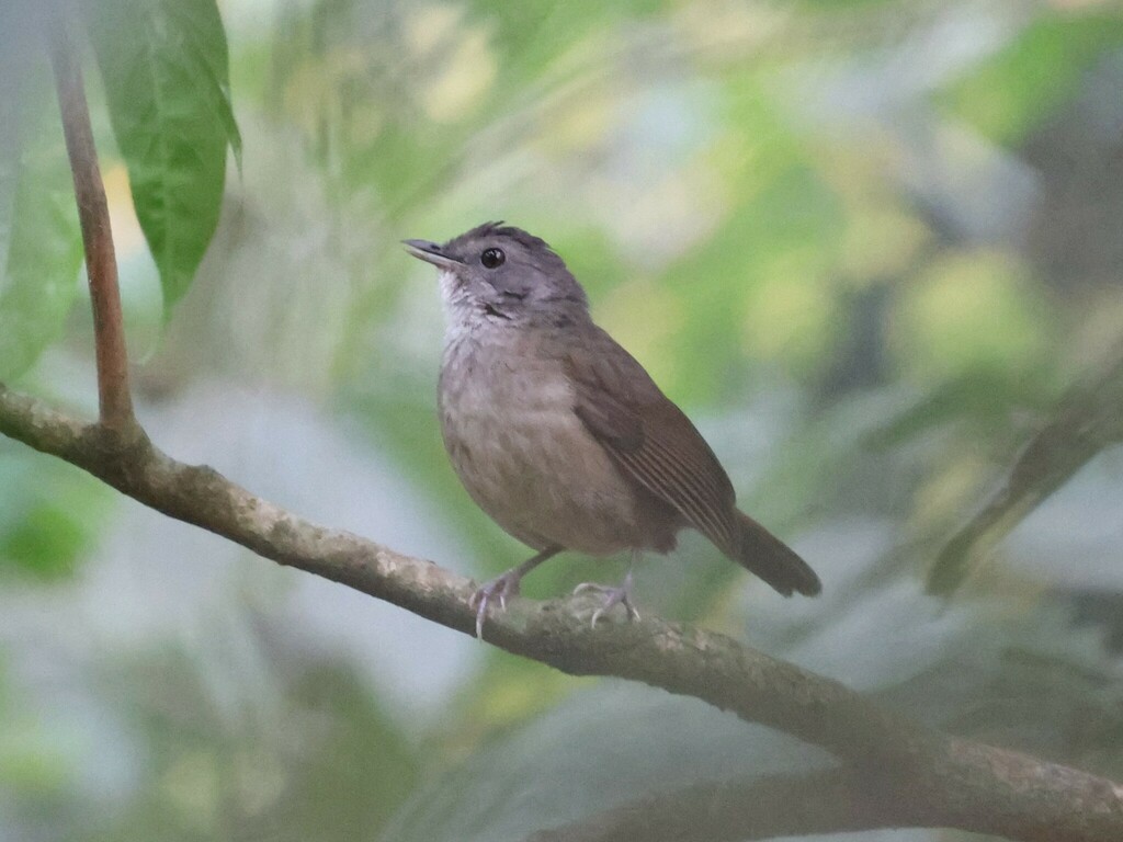 Scaly-breasted Illadopsis