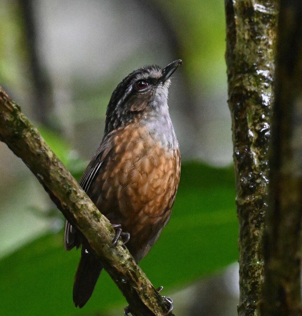 Mountain Wren-Babbler