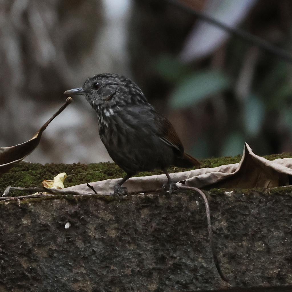 Streaked Wren-Babbler