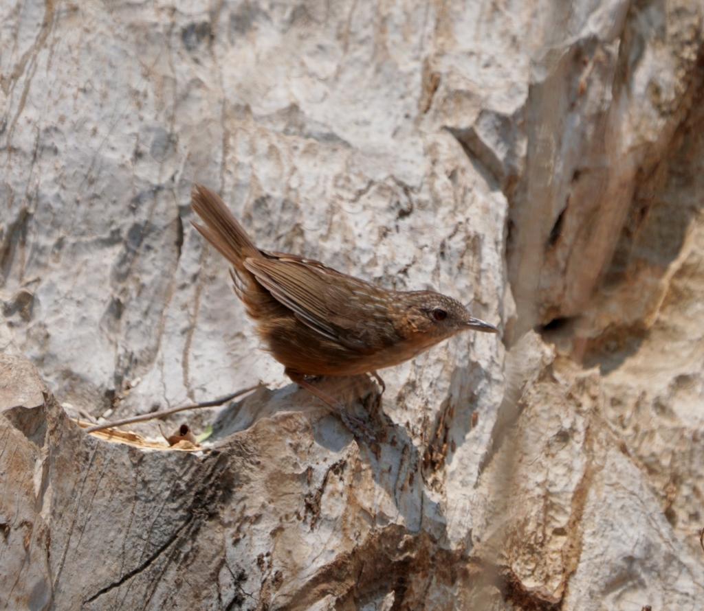 Rufous Limestone Babbler