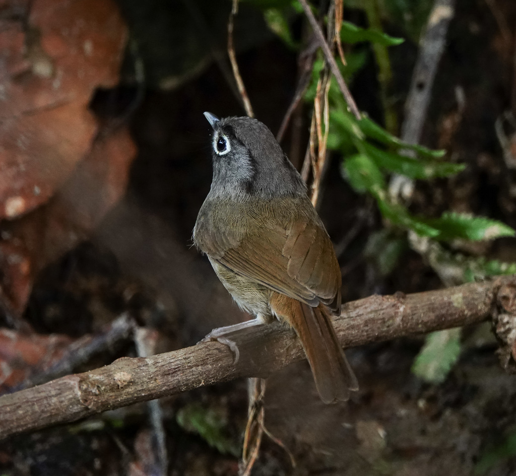 Nepal Fulvetta