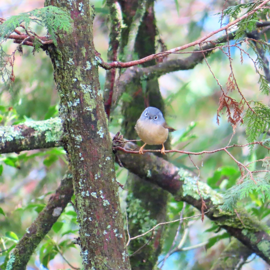 Grey-cheeked Fulvetta