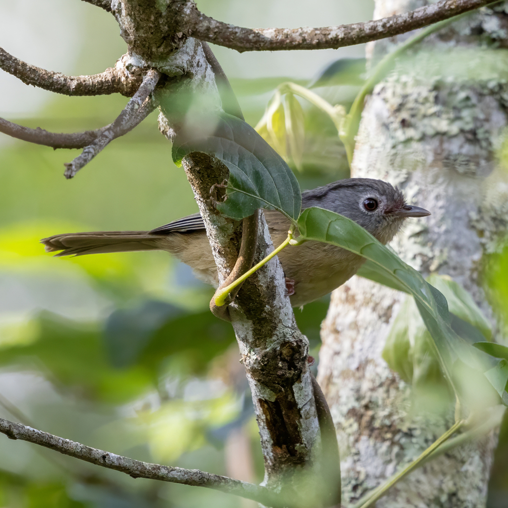 Yunnan Fulvetta