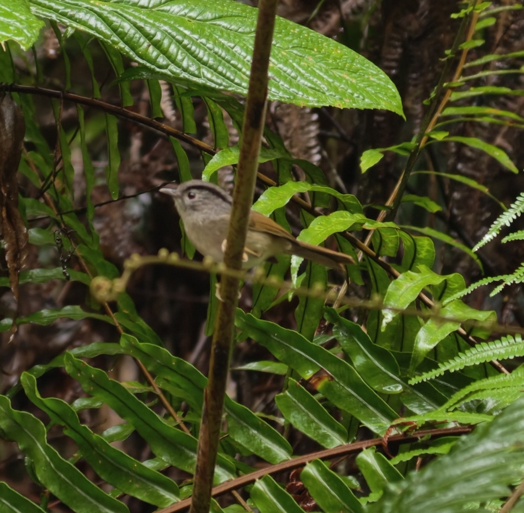 Mountain Fulvetta