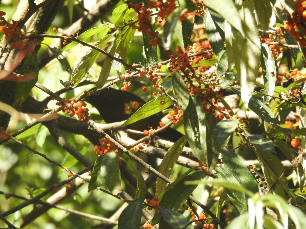 Blue-winged Laughingthrush