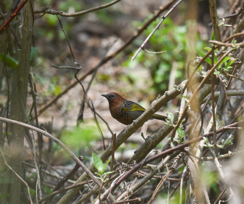 Assam Laughingthrush