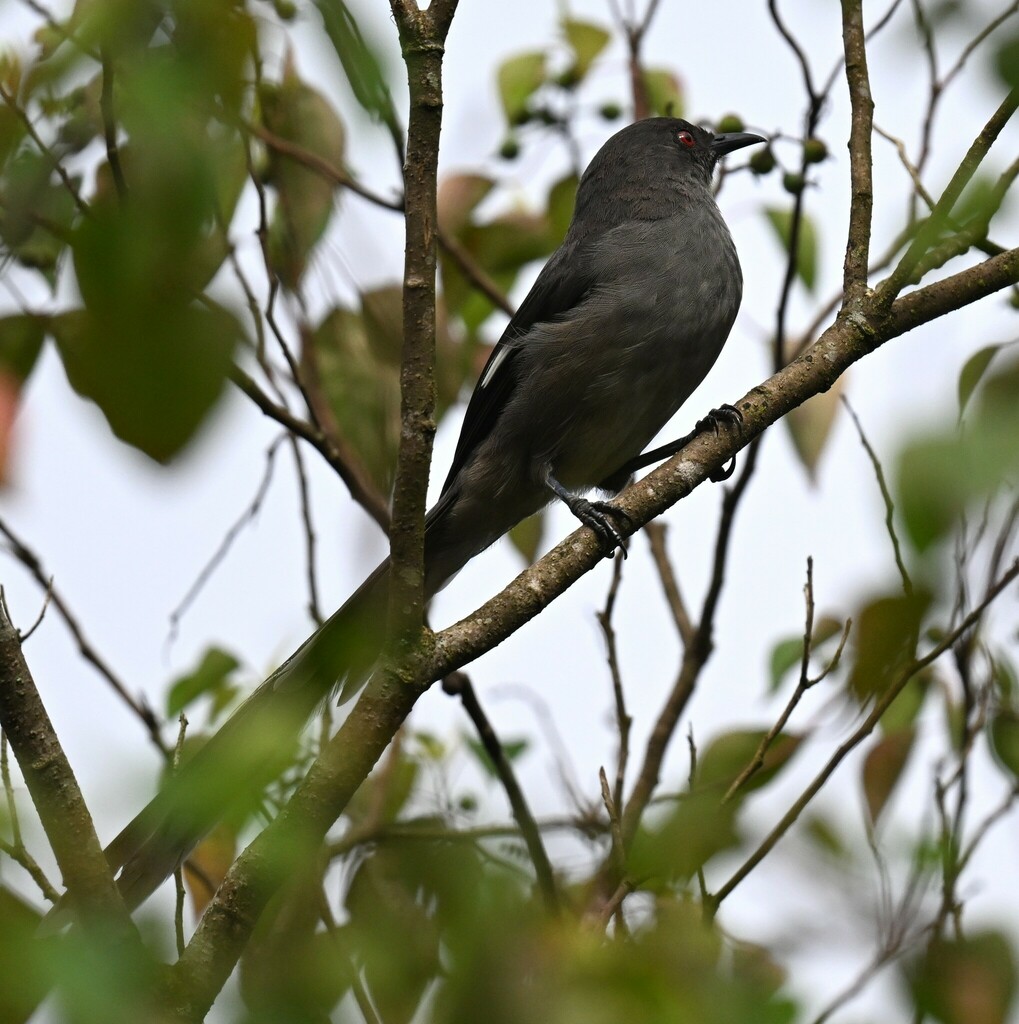 Long-tailed Sibia