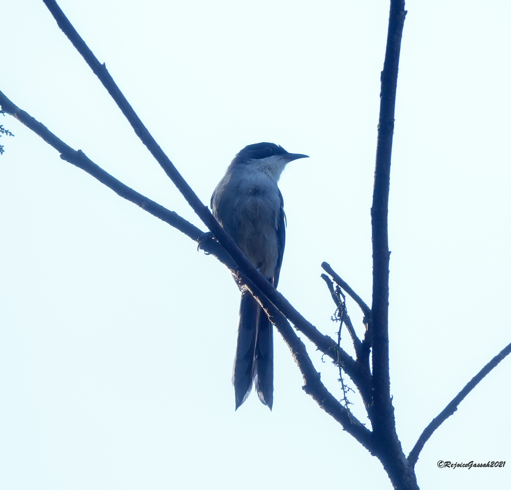Grey Sibia