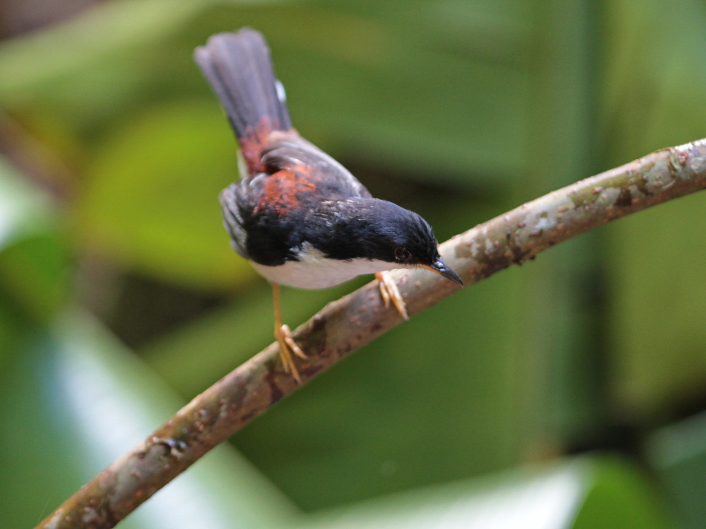 Rufous-backed Sibia