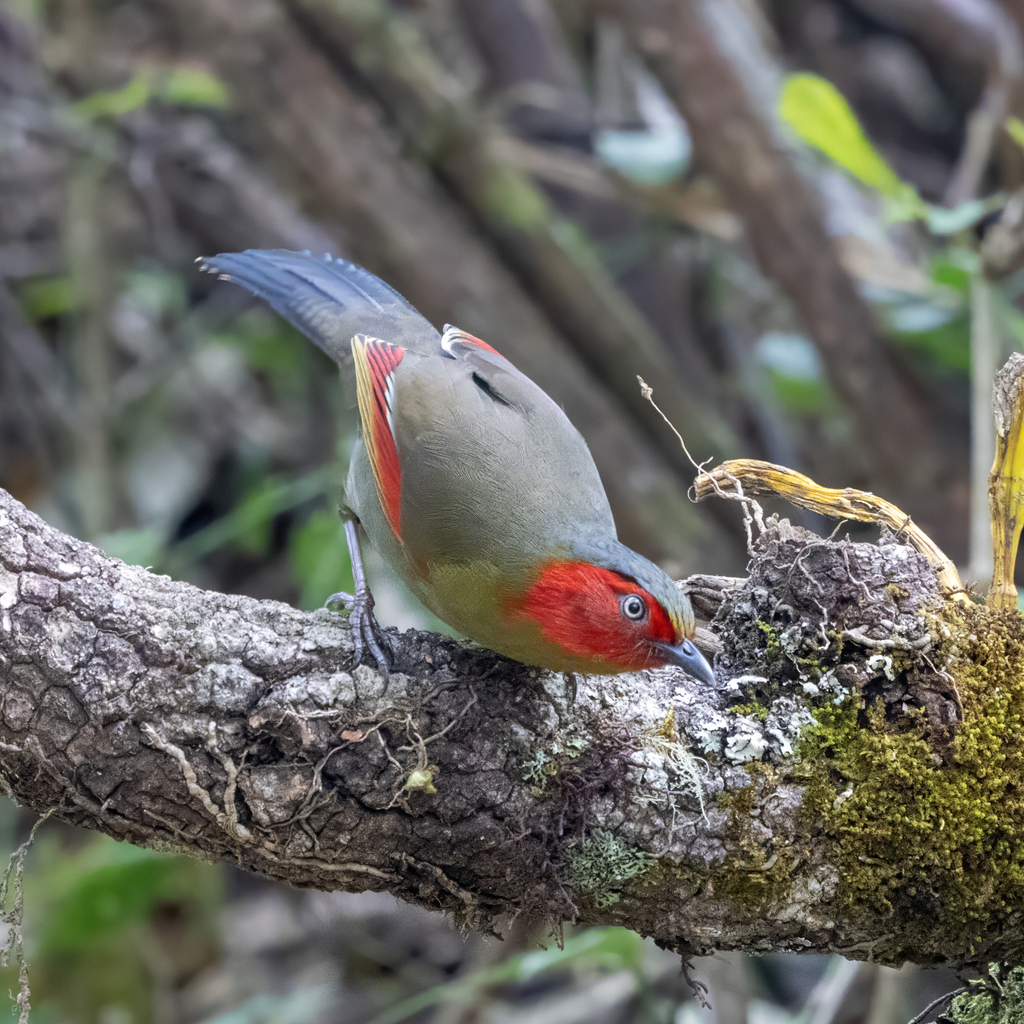 Scarlet-faced Liocichla