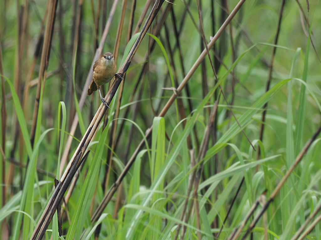 Slender-billed Babbler