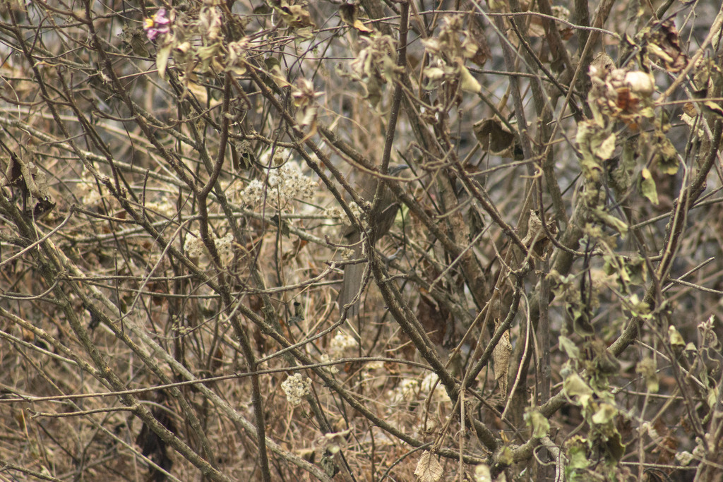 Spiny Babbler
