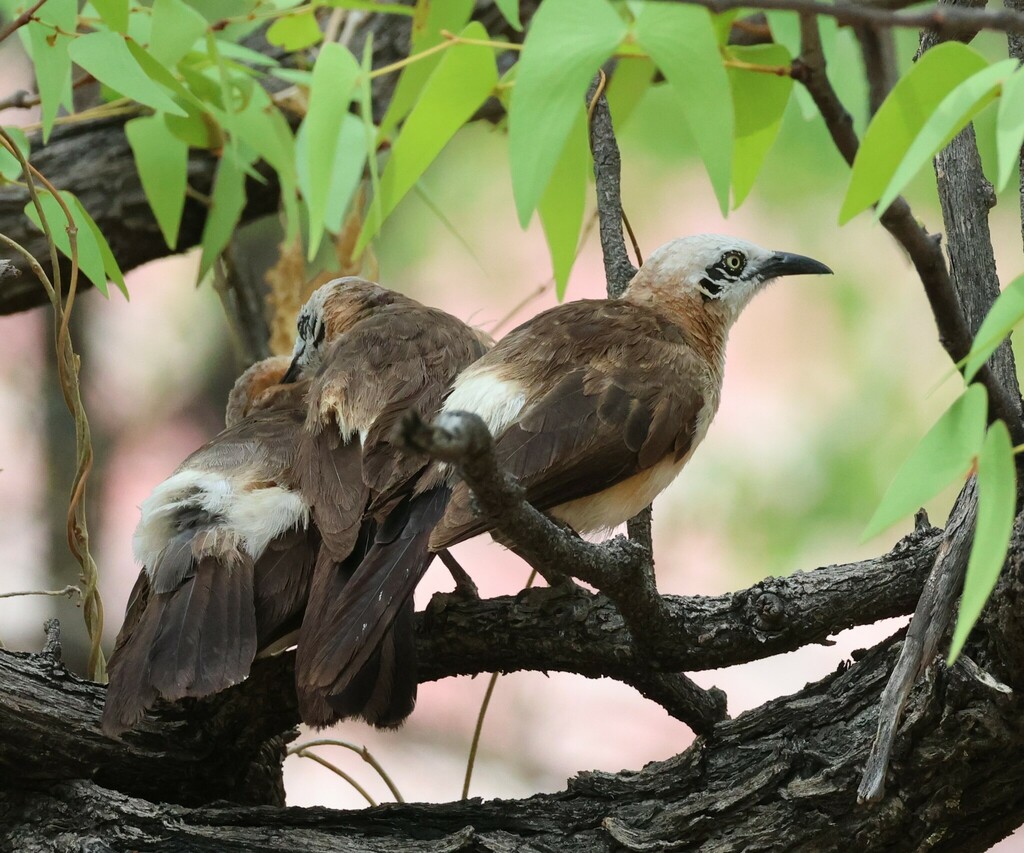 Bare-cheeked Babbler