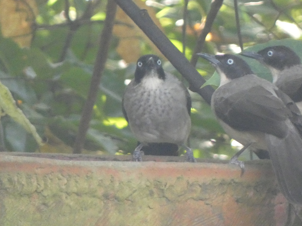Blackcap Babbler