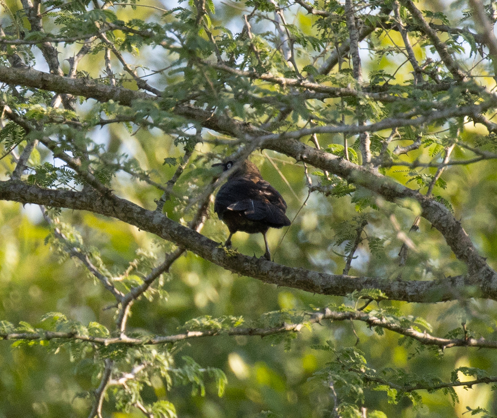 Dusky Babbler