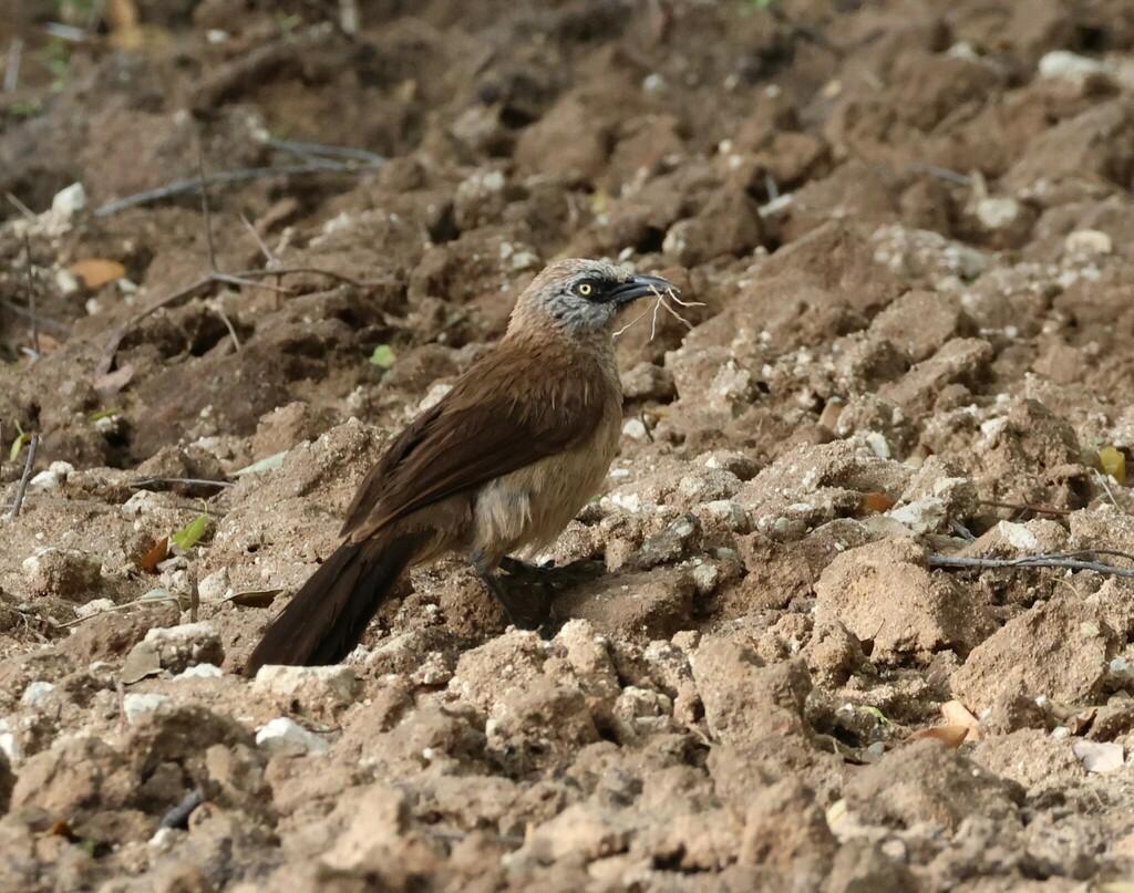 Black-faced Babbler