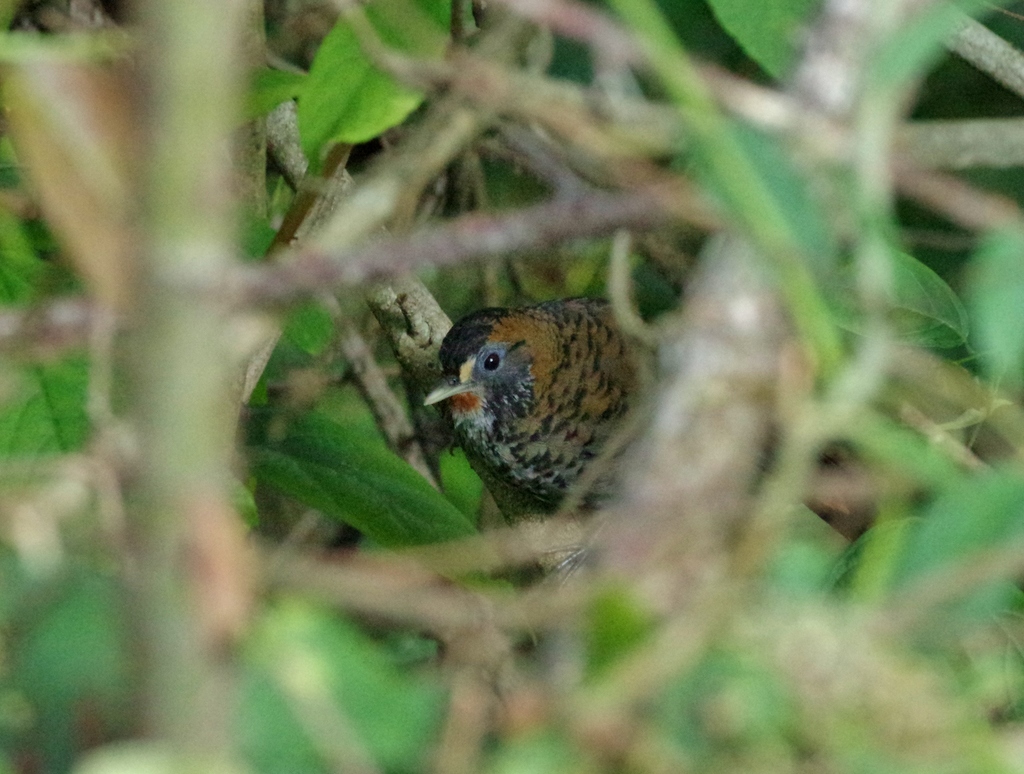Rufous-chinned Laughingthrush