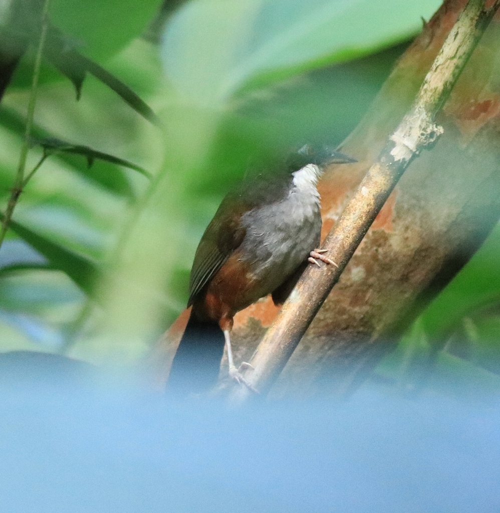 Wayanad Laughingthrush