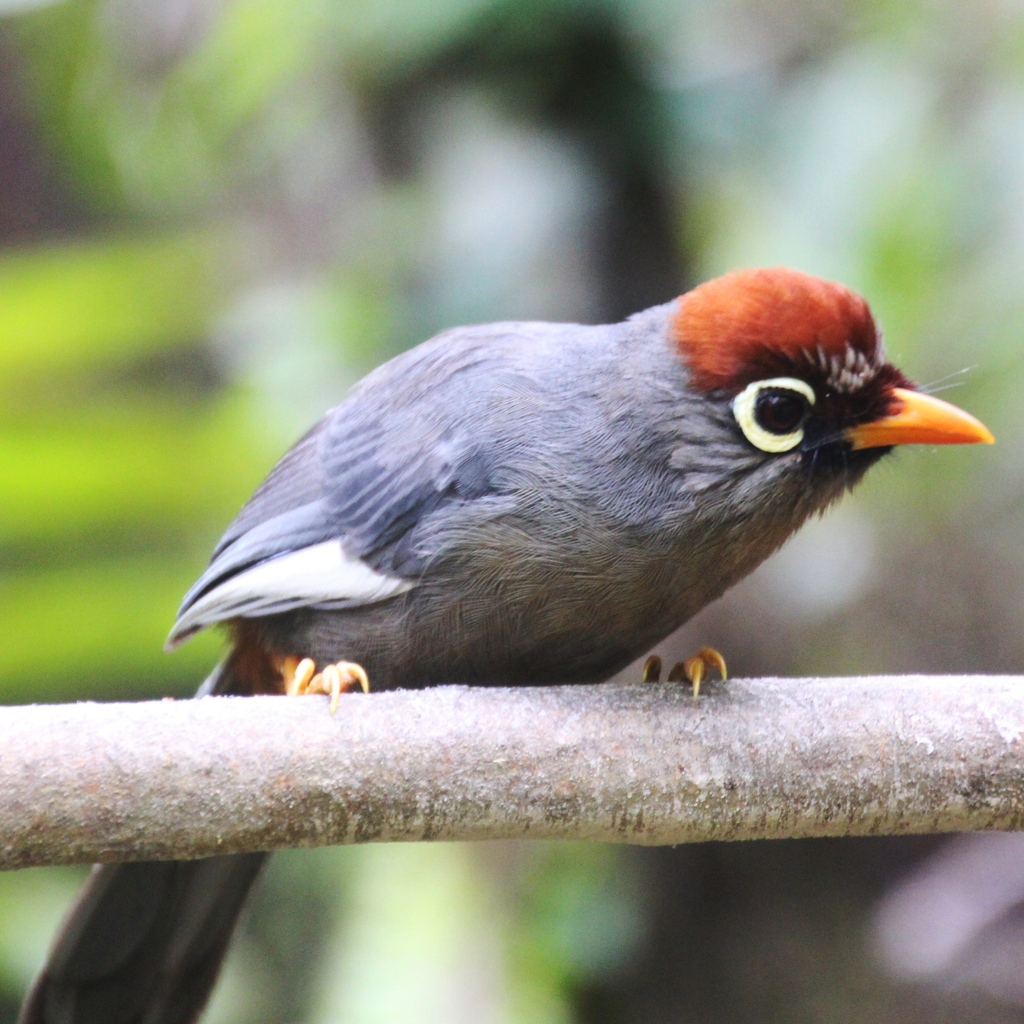 Chestnut-capped Laughingthrush