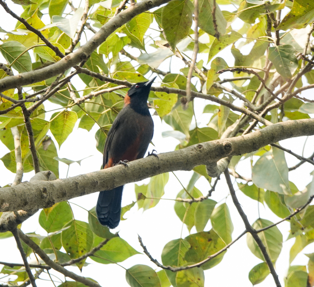 Rufous-necked Laughingthrush