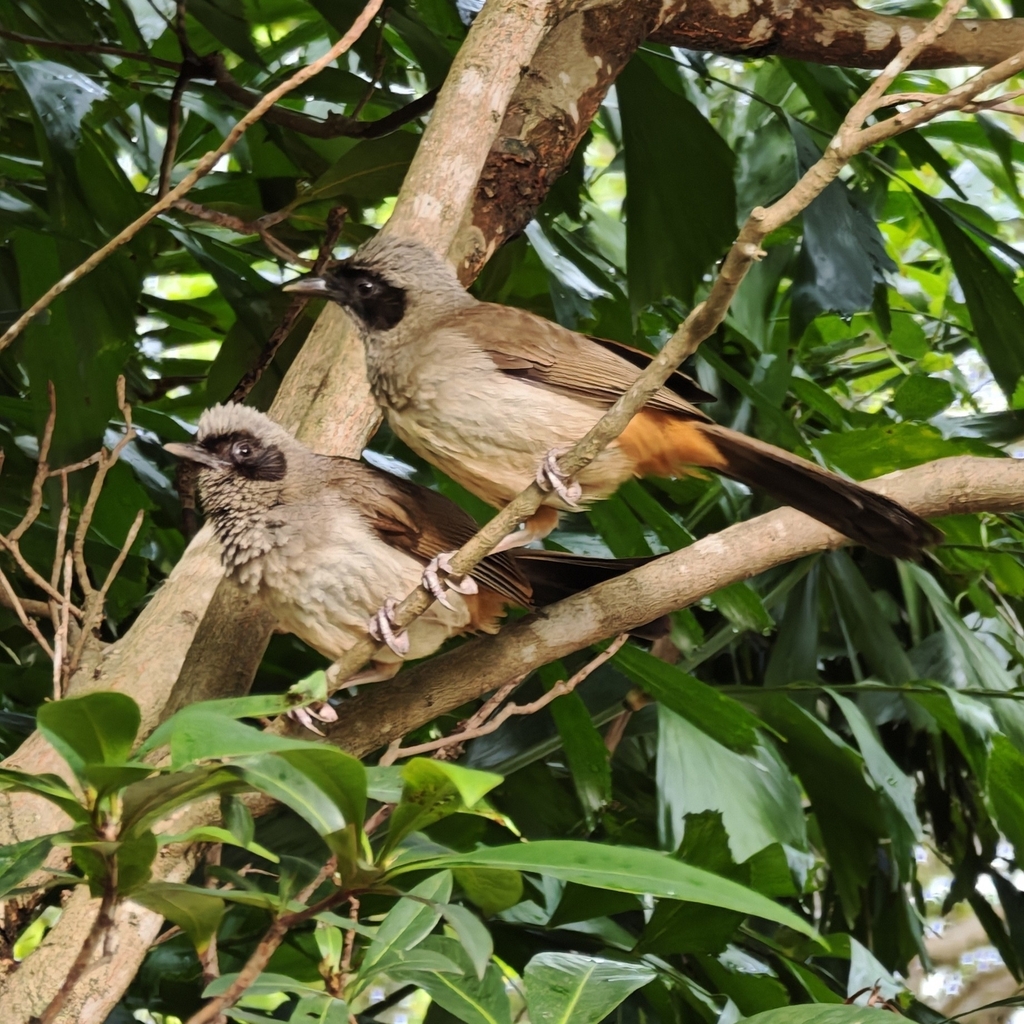 Masked Laughingthrush