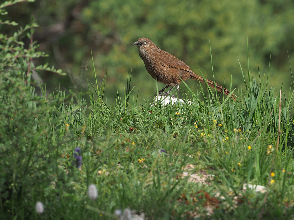 Tibetan Babax