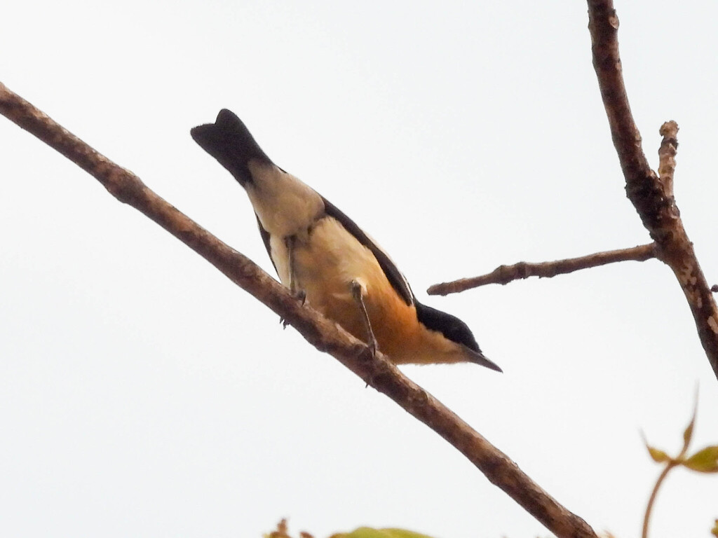 Yellow-bellied Hyliota