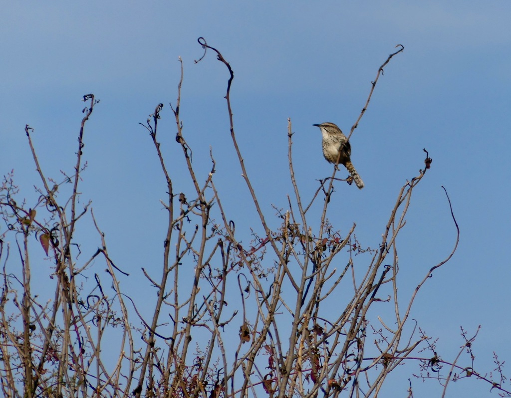 Spotted Wren